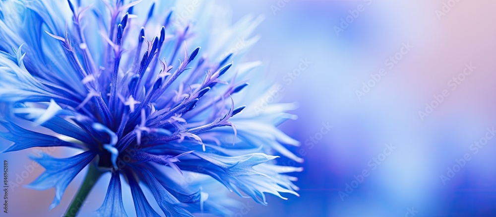 Poster macro shot of a beautiful blue cornflower blossom, also known as bachelorâ€™s button, standing out i