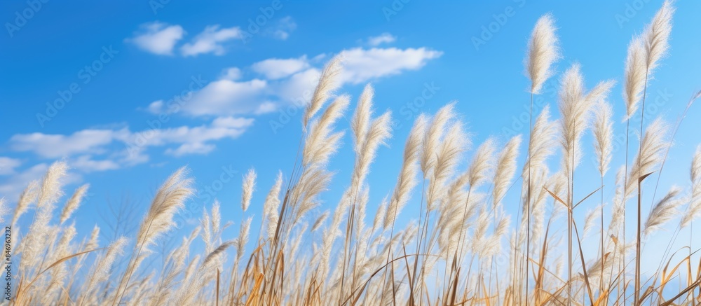 Poster Reed bending in the wind against a clear winter sky backdrop. with copy space image. Place for adding text or design
