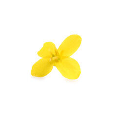 Beautiful yellow rapeseed flower isolated on white