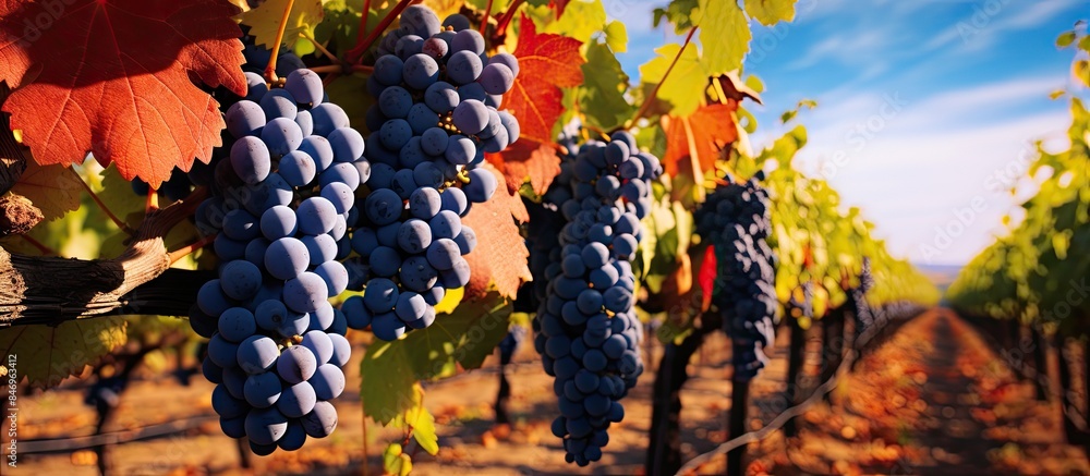 Leinwandbilder clusters of ripe grapes hanging from vines surrounded by green foliage in a vineyard preparing for a