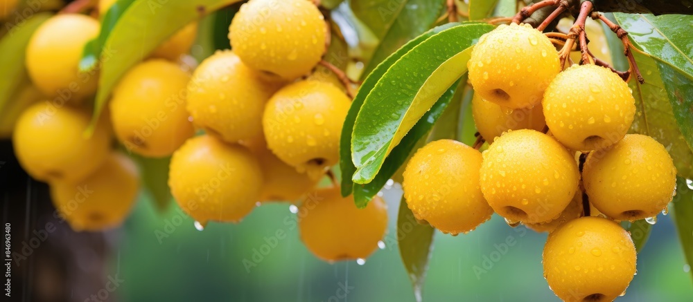 Poster close-up view of a cluster of ripe yellow fruits hanging from a tree, particularly abundant during t