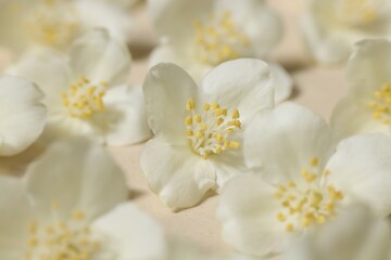 Fototapeta premium Many aromatic jasmine flowers on beige background, closeup