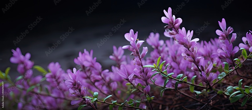 Poster purple flowers of the tephrosia purpurea wild indigo plant blooming in the darkness against a deep b