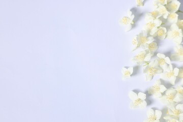 Beautiful jasmine flowers on white background, flat lay. Space for text