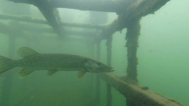 pike  in the  lake 