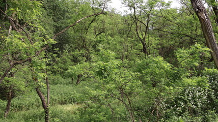 Robinia pseudoacacia closeup of the forest in spring.