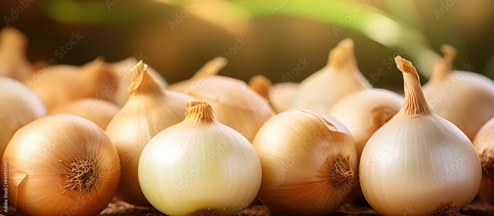 Aufkleber multiple onions neatly placed on a flat surface, showcasing fresh produce in a farming setting. with