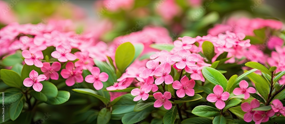Poster small pink flowers are in full bloom, surrounded by an abundance of vibrant green leaves in a garden