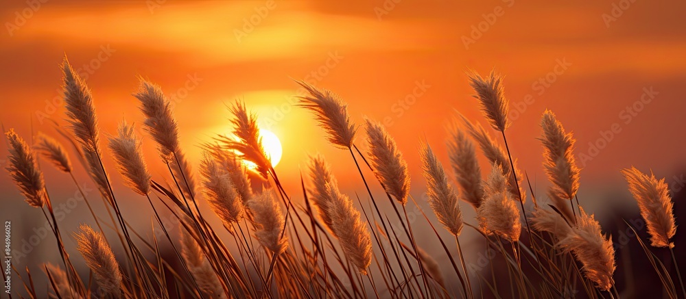 Fototapete Glowing sun setting behind tall grass, gently swaying in the evening breeze. with copy space image. Place for adding text or design