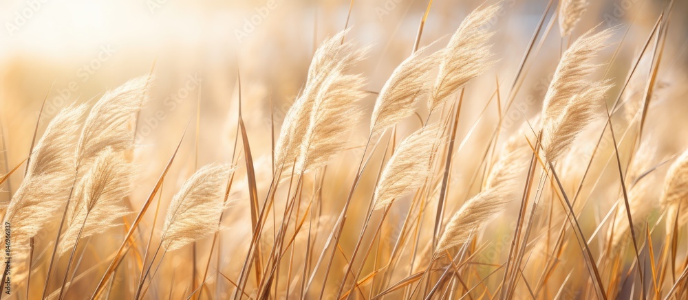 Poster tall sunlit grass with a blurred background, known as reed, commonly found in wetlands. with copy sp