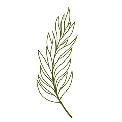 Fresh Green Tropical Leaf Outline, Design Vector Element Flower and Leaves 