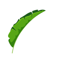 Single Green Banana Leaf Illustration Isolated on White Background
