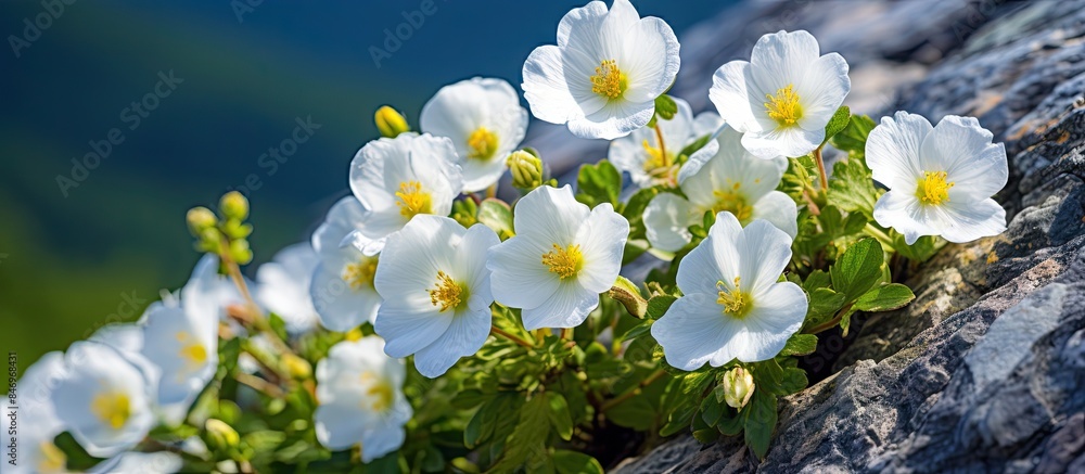 Fototapete a cluster of vibrant flowers emerging from a rugged rock formation basking in the warm sunlight. wit