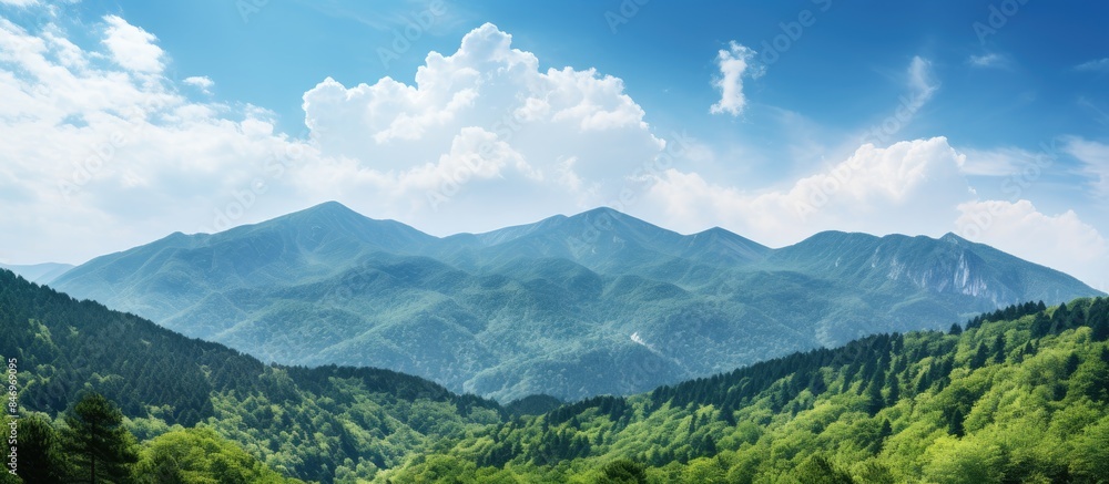 Poster Mountain range covered in lush trees under clear blue sky on a sunny day. with copy space image. Place for adding text or design