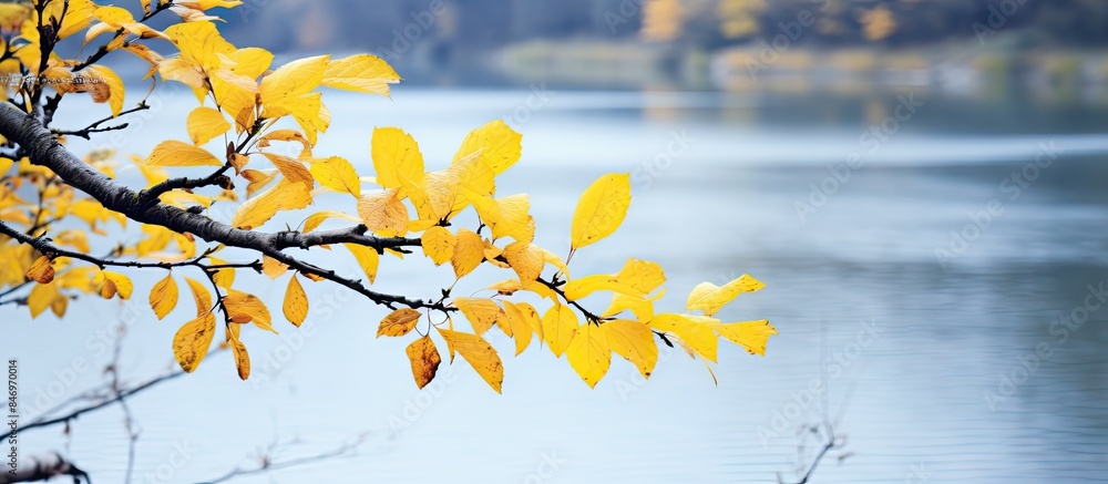 Poster Twig showcasing vibrant yellow leaves set against a river backdrop under cloudy skies. with copy space image. Place for adding text or design