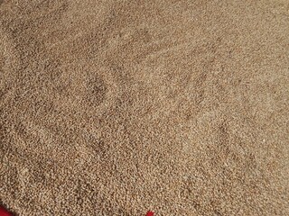 Top view of dry brown Wheat seeds pile or wheat grain pile.Triticum aestivum seeds or Triticum aestivum L grains pile.wheat seeds pattern background 