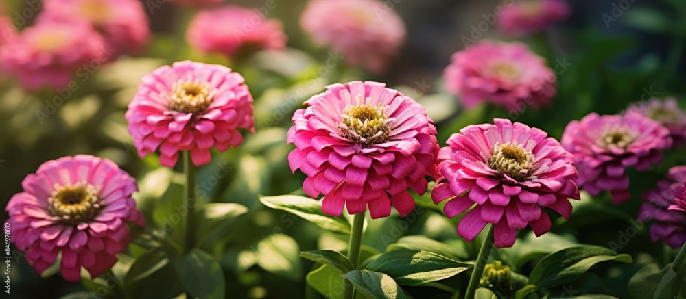 Poster clusters of pink zinnia elegans flowers add a vibrant touch to the garden's landscape, attracting be