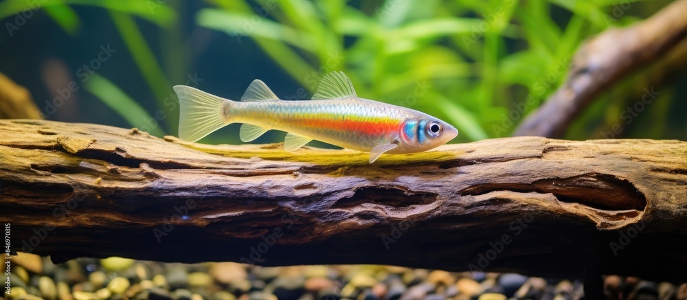 Poster A close up view of a colorful fish swimming amidst rocks and plants in an aquarium setting. with copy space image. Place for adding text or design