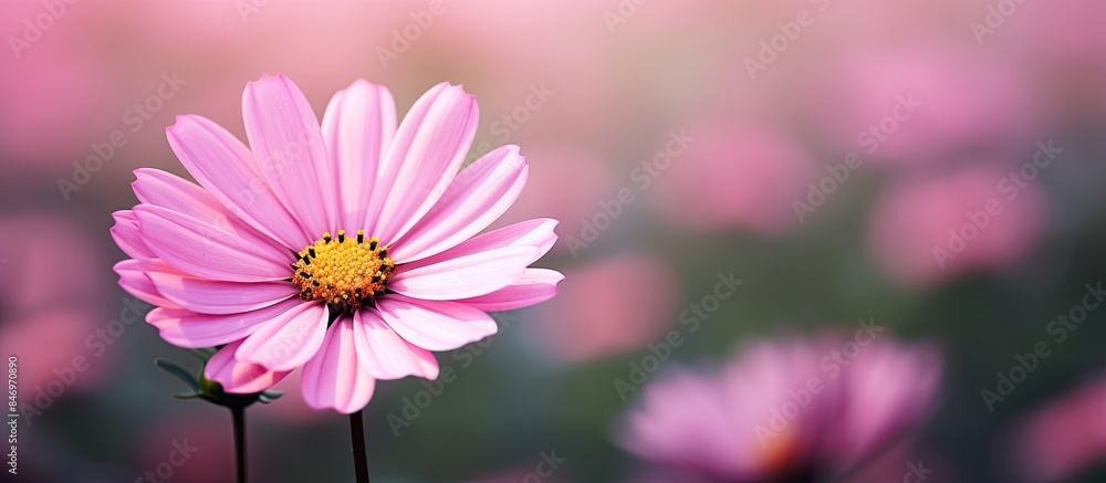 Poster mustard pink flower blooming beautifully at the center of the expansive field. with copy space image