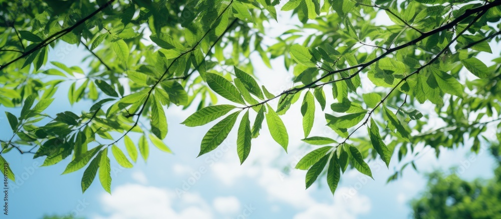 Fototapete lush green leaves on a tree branch stand out against the backdrop of a clear blue sky. with copy spa
