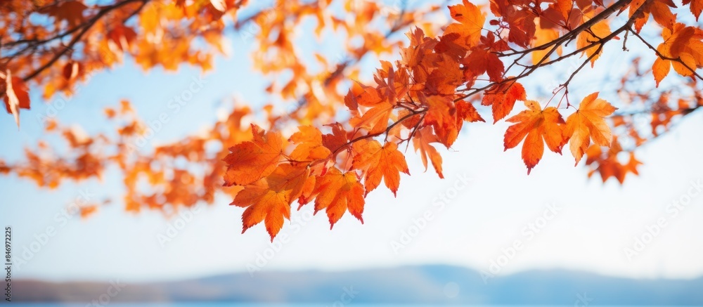 Fototapete tree with close-up of vibrant orange leaves during the autumn season. with copy space image. place f