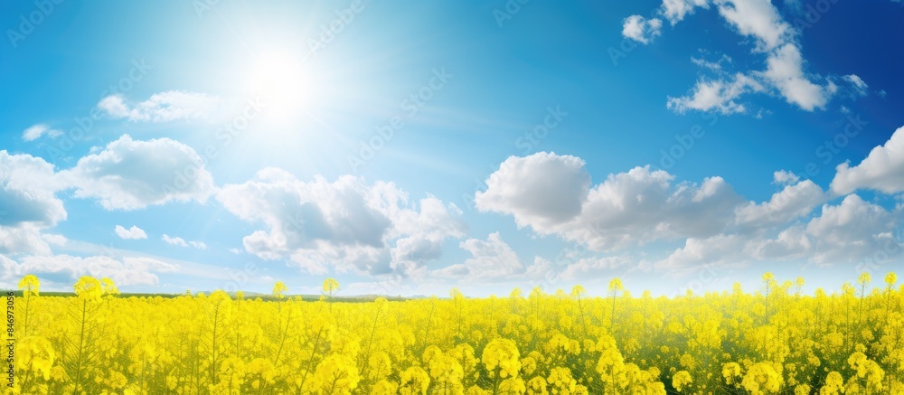 Leinwandbilder Golden rapeseed flowers shining under the sun in a vast field against a backdrop of fluffy clouds in the sky. with copy space image. Place for adding text or design