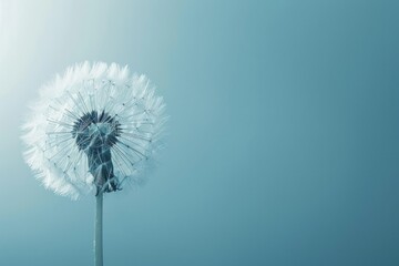 A close-up shot of a single dandelion flower against a bright blue sky