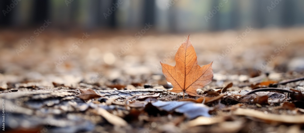Fototapete a fallen leaf rests on the wooded ground in a serene forest setting. with copy space image. place fo