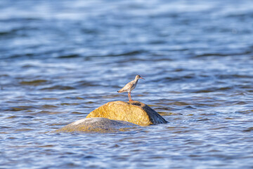 Common redshank on a cliff in the water