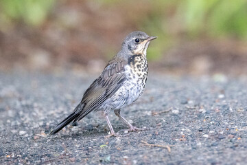 Young fieldfare on the ground 
