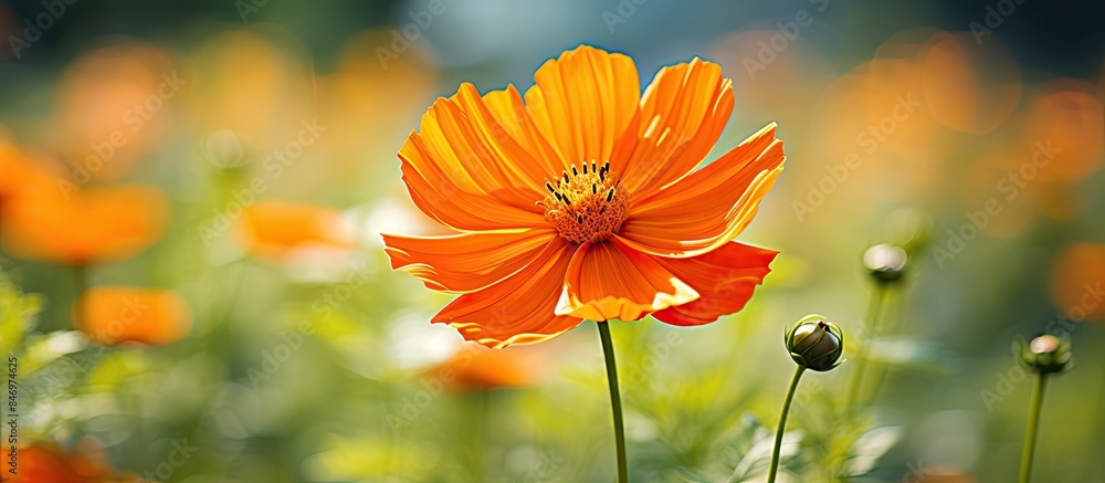 Fototapete orange flower captures attention with its vibrant color as it blooms beautifully in the field. with 
