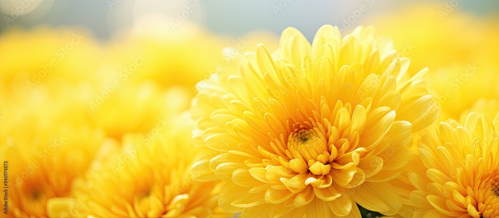 Leinwandbilder vibrant yellow flowers displayed in a vase against a bold blue backdrop on a table. with copy space 