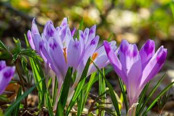 Close up detail with a Crocus heuffelianus or Crocus vernus spring giant crocus. purple flower blooming in the forest