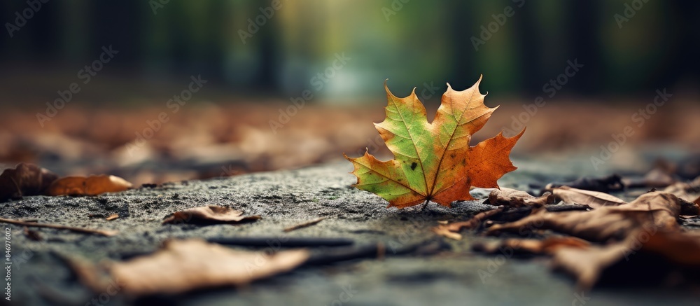 Poster fallen leaf from trees lying on the ground in the midst of the forest. with copy space image. place 