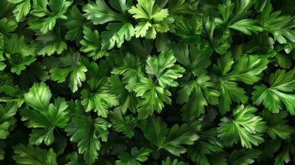 A lush green background of fresh parsley leaves, beautifully arranged and vibrant, providing a natural, organic, and healthy look for any project.