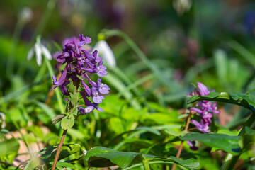 Corydalis blooms in spring in the wild in the forest
