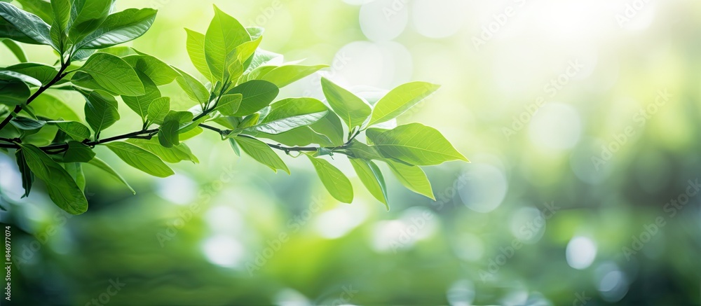 Fototapete lush green branch with sunlight filtering through the leaves, creating a fresh and vibrant natural b