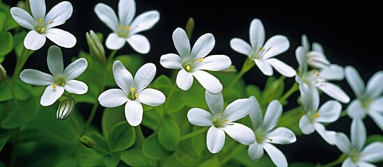 Clusters of delicate white flowers, known by various names like chickenwort and winterweed, thriving in the grass. with copy space image. Place for adding text or design