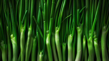Fototapeta premium Close-up of fresh green onions. The vibrant green stems and white roots create a beautiful texture and color contrast in this vegetable photo.