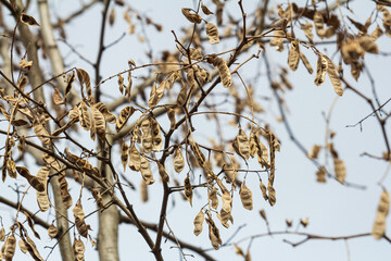Close up of a brown color 'Robinia pseudoacacia' seed pod against a bright nature background