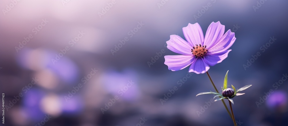 Poster Vivid purple flower stands out in front of a softly blurred background, adding a striking visual contrast. with copy space image. Place for adding text or design