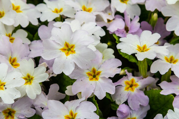 Spring flowers. Blooming primrose or primula flowers in a garden