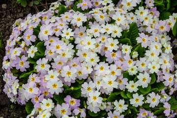 Spring flowers. Blooming primrose or primula flowers in a garden
