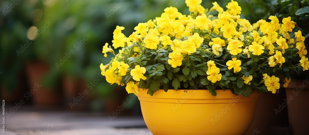 Poster Vibrant yellow flowers displayed in a pot on a sunny outdoor patio, adding a touch of color to the space. with copy space image. Place for adding text or design