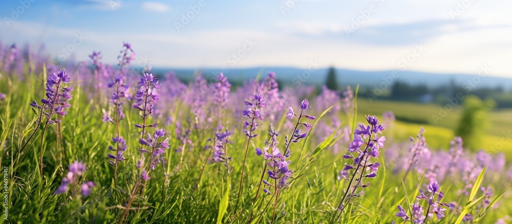 Poster lavender flowers blooming in a picturesque field with majestic mountains in the background under a c