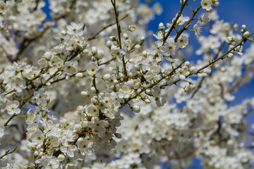 White plum blossom, beautiful white flowers of prunus tree in city garden, detailed macro close up plum branch. White plum flowers in bloom on branch, sweet smell with honey hints