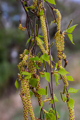 A birch branch with green leaves and earrings. Allergies due to spring blooms and pollen
