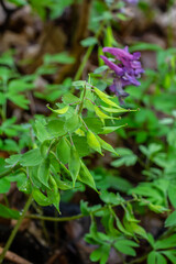 Corydalis blooms in spring in the wild in the forest