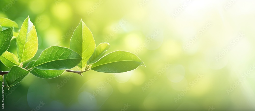 Aufkleber Vibrant green leaf on a branch illuminated by sunlight, creating a fresh and eco-friendly background. with copy space image. Place for adding text or design
