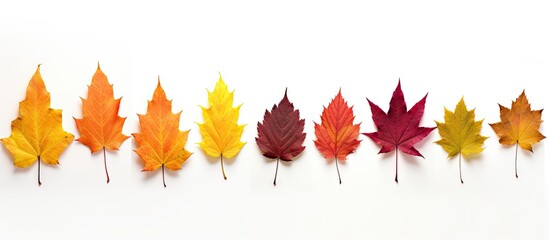 Close-up view of a variety of colored autumn leaves arranged in a row on a white surface. Set of colorful leaves isolated on a white background. with copy space image. Place for adding text or design